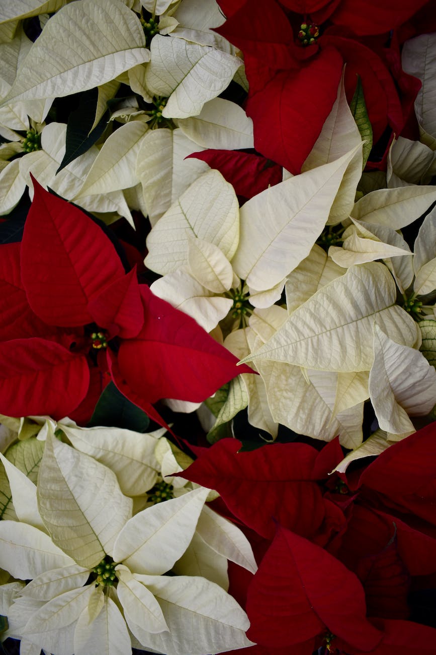<strong>Poinsettia Orders</strong>