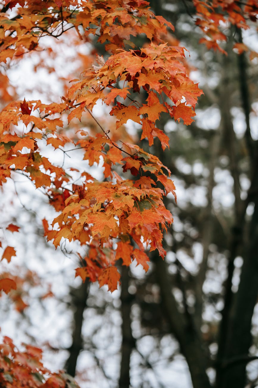 orange leaves on tree branch