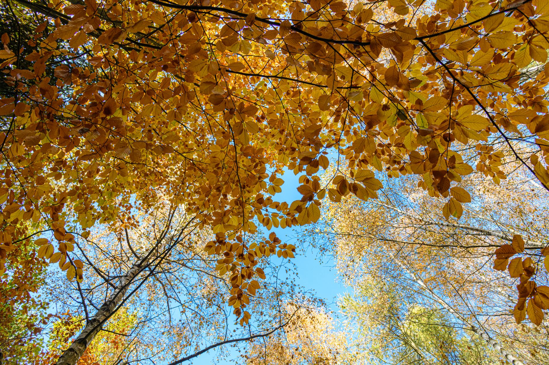 autumn canopy with vibrant fall foliage